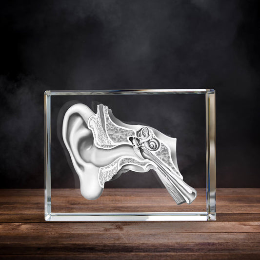 3D Laser Gifts® Pre-Design Crystal Rectangle - Ear Anatomy