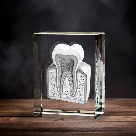 3D Laser Gifts® Pre-Design Crystal Rectangle - Tooth Anatomy
